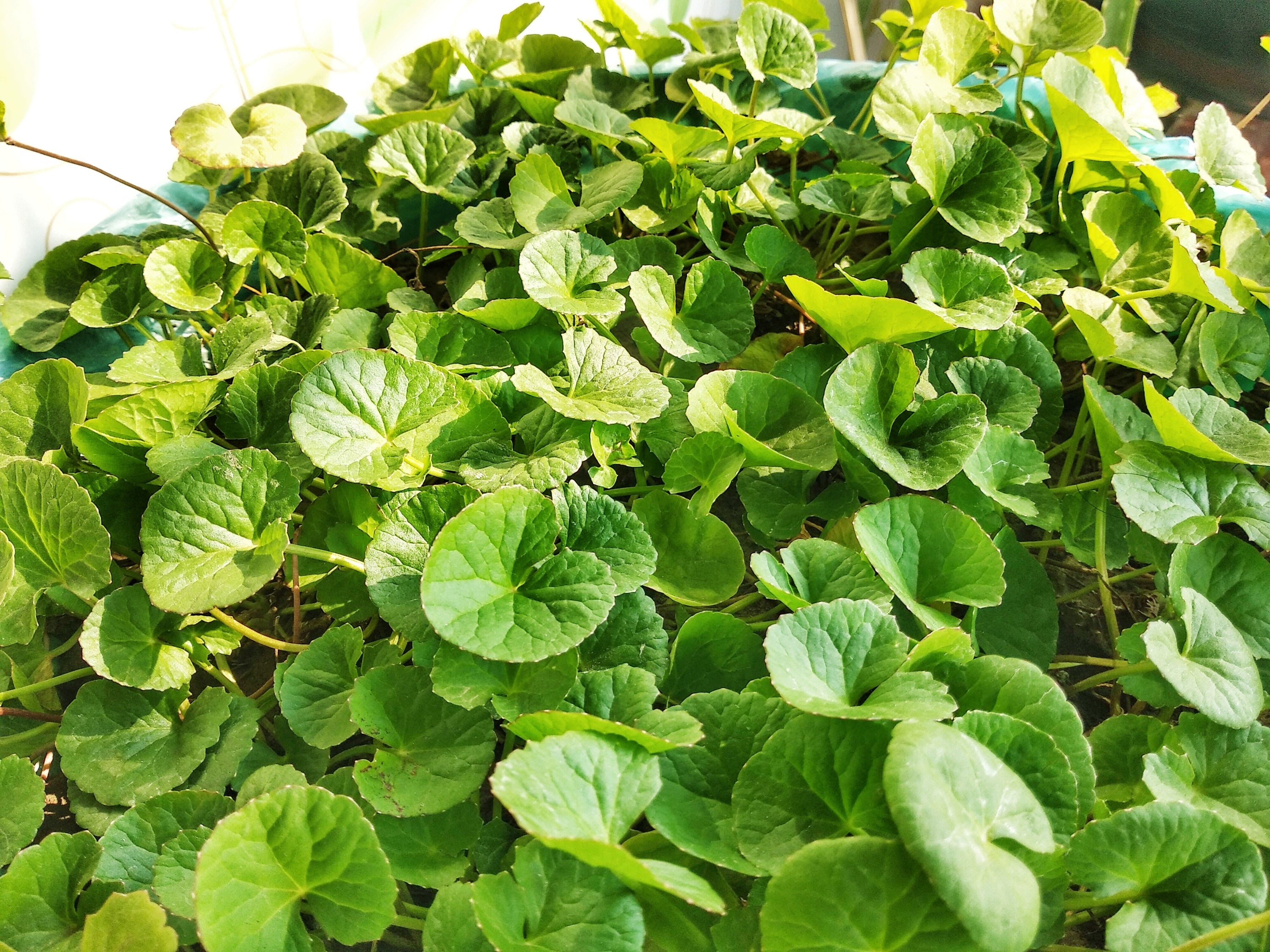 Centella Asiatica: The Healing Botanical Your Skin Actually Needs